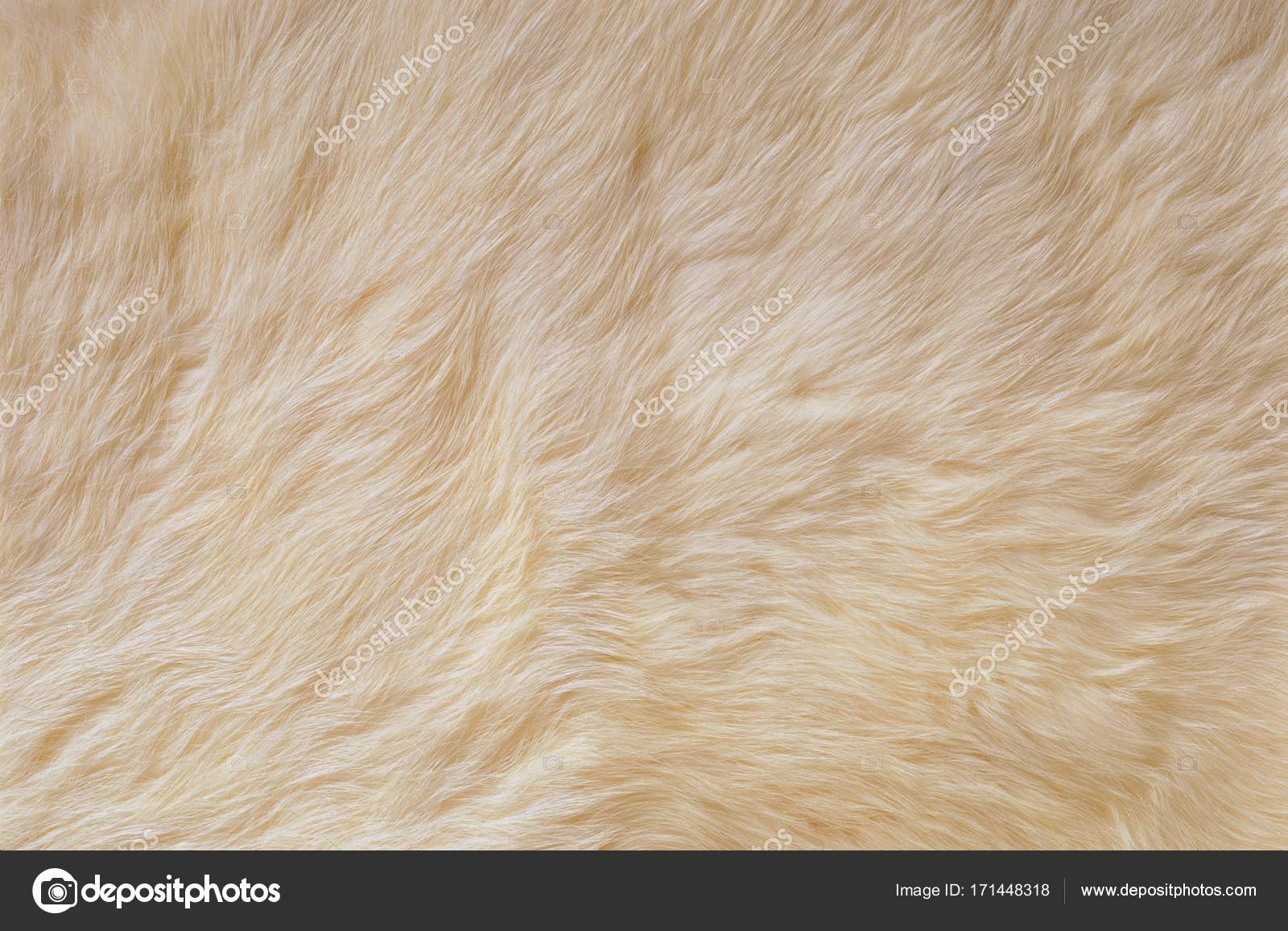 White Dog Fur Texture Stock Photo by ©p.harut 171448318