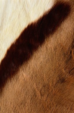 cow skin fragment texture clipart