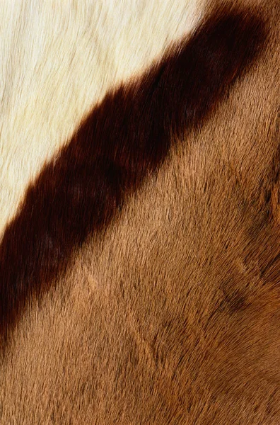 Cow Skin Fragment Texture — Stock Photo, Image