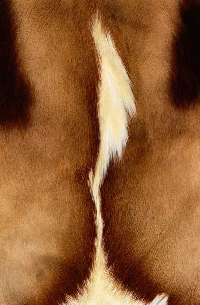 Dog Fur Texture Background — Stock Photo, Image
