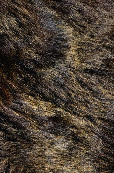 Dog Fur Texture Background — Stock Photo, Image