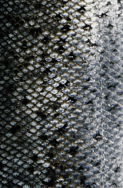 Fisk Hud Struktur Bakgrund — Stockfoto