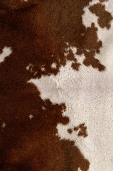 Cow skin leather texture Stock Photo