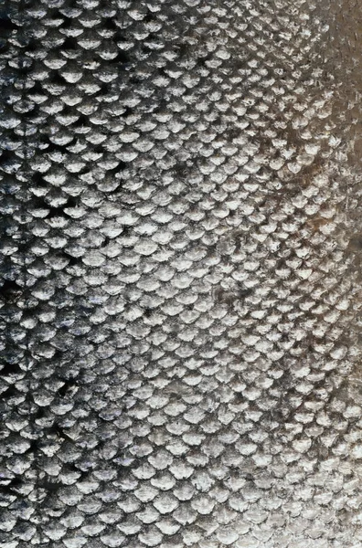 Fish skin texture background Stock Image