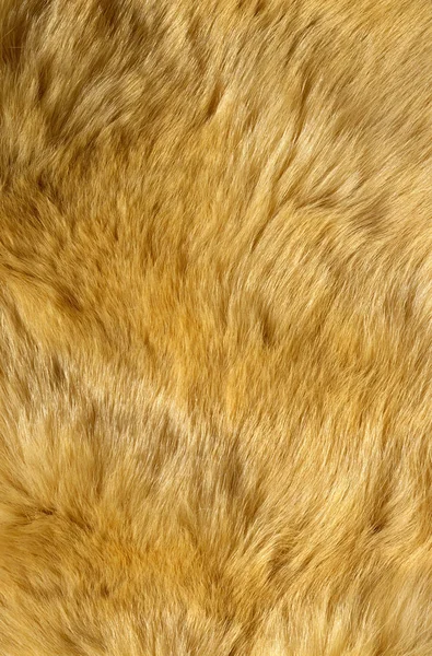 Fox ginger fur texture Stock Image