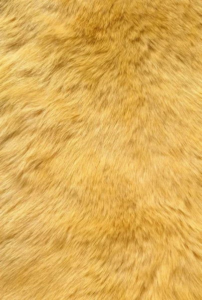 Ginger cat fur textur Royalty Free Stock Images