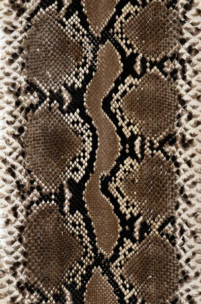 Snake skin texture background Royalty Free Stock Images