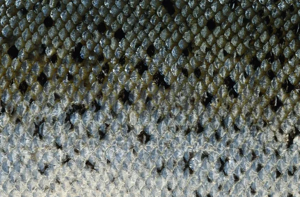 Snake skin texture background Royalty Free Stock Images
