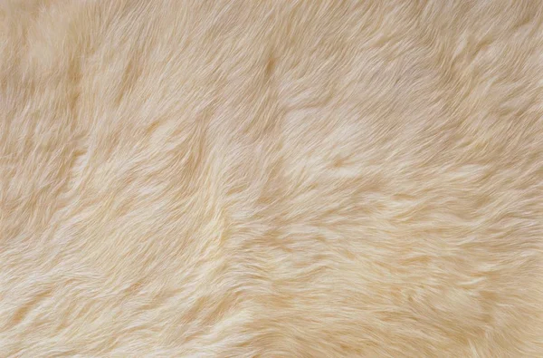 White dog fur texture Stock Photo