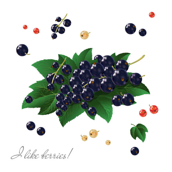 Black currant. Beautiful shiny berries and leaves.