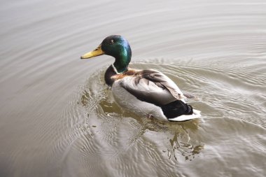 Güzel bir drake nehir ya da göl üzerinde yelken. Ördek suda yüzüyor. 