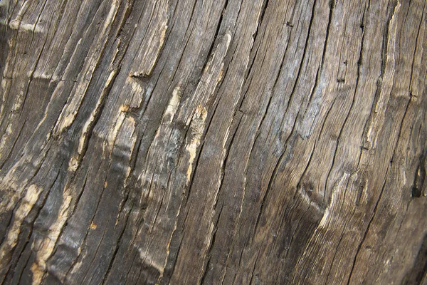 Wood nature texture. — Stock Photo, Image