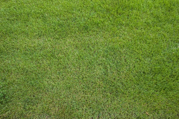 Gras textuur, groen gras achtergrond. — Stockfoto