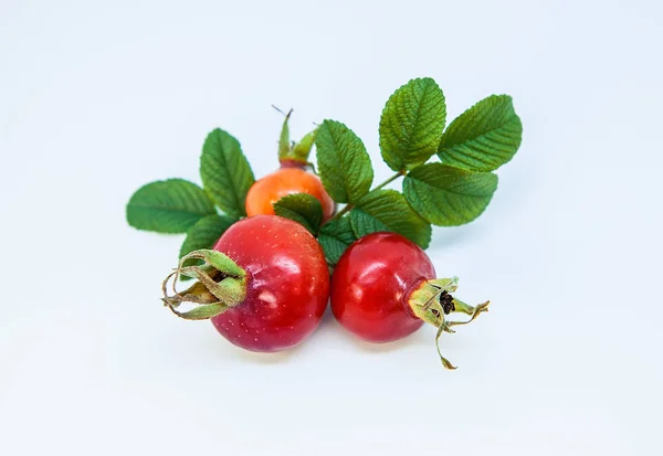 Hüftbeere. drei reife rote Hunderosen mit Blättern — Stockfoto