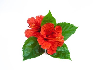   Beyaz arka plan üzerinde izole kırmızı hibiscus çiçek çeşitli açılardan içinde. 