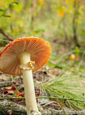 Amanita mantar çim. Makro. 
