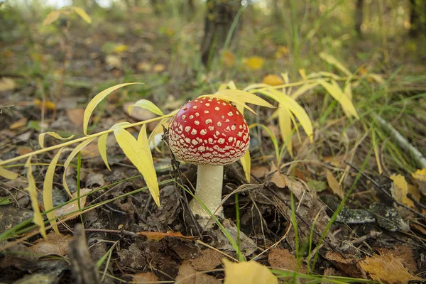 Невеликий червоний гриб амантіта в траві. Осінь в лісі . — стокове фото
