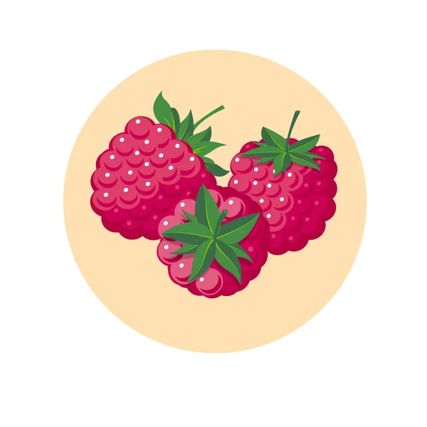 覆盆子插图 红色浆果在圈子里 — 图库矢量图片