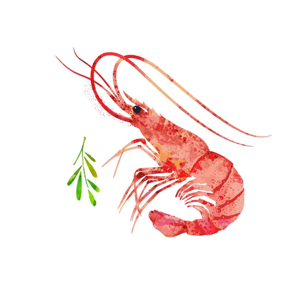 Červené Krevety Nebo Krevety Akvarel Ilustrace Mořské Plody Obrázek — Stockový vektor