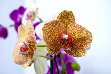 Yellow orchids with bud on a purple floral background. A branches with graceful, delicate flowers. Close-up. Exotic plants in raindrops.