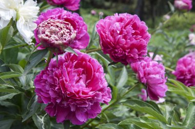 Pink peonies and buds with leaves. Luxurious fresh flowers in the flowerbed. Bright spring day in the park. Abundant flowering.