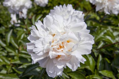 White peonies and buds with leaves. Luxurious fresh flowers in the flowerbed. Bright spring day in the park. Abundant flowering.