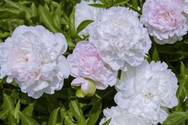 White peonies and buds with leaves. Luxurious fresh flowers in the flowerbed. Bright spring day in the park. Abundant flowering.