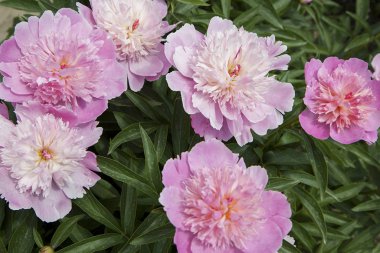 Pink peonies and buds with leaves. Luxurious fresh flowers in the flowerbed. Bright spring day in the park. Abundant flowering.