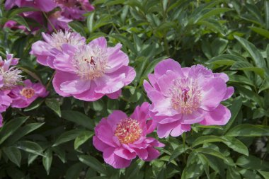 Pink peonies and buds with leaves. Luxurious fresh flowers in the flowerbed. Bright spring day in the park. Abundant flowering.