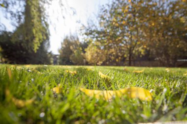 Autumn park, brightly lit by the sun. Yellow and orange trees, fallen yellow leaves and green lawn.