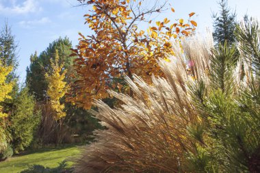 Beautiful alpine hill with trees, bushes and ornamental grasses in the autumn park. 
