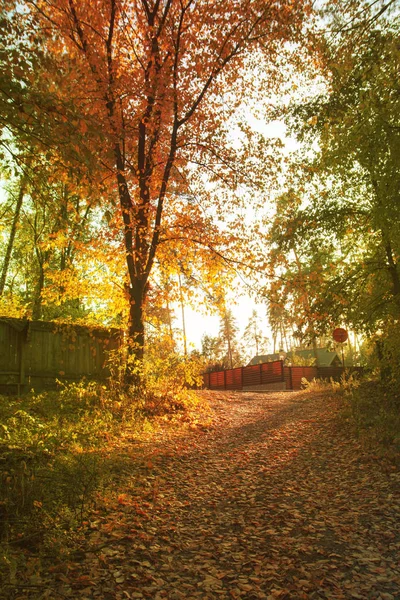 Prachtige Herfstbomen Struiken Het Dorp Heldere Plek Pad Bedekt Met — Stockfoto