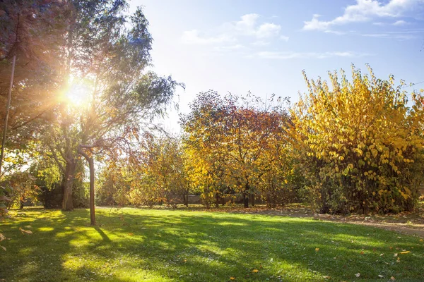 Herfstpark Helder Verlicht Door Zon Gele Oranje Bomen Omgevallen Gele — Stockfoto