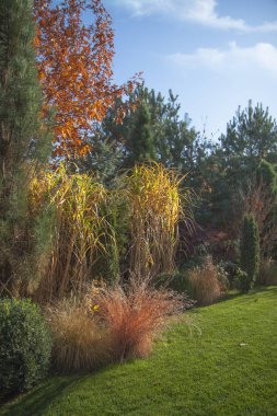 Beautiful alpine hill with trees, bushes and ornamental grasses in the autumn park. 