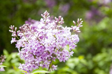 Yeşil bulanık arka planda yumuşak pembe bir leylak. Parlak ışıkta pembe leylak çiçekleri. Bahar bitkilerini kapatın..