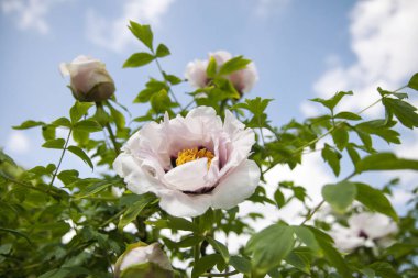 Gökyüzü zemininde yeşillikleri olan güzel pembe bir şakayık çiçeği. Botanik bahçesinde aydınlık bir yaz günü. Kartpostal oluşturmak için kullanılabilir.