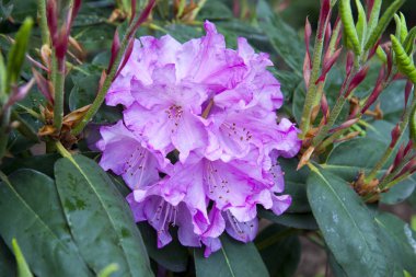 Menekşe açelya. Bahçedeki Rhododendron çalısı. Güzel çiçekler. Bir kartpostal oluşturmak için kullanılabilir.