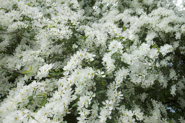 Bujna Gałąź Pokryta Białymi Kwiatami Wiosna Kwitnące Drzewa Ogrodzie Może — Zdjęcie stockowe