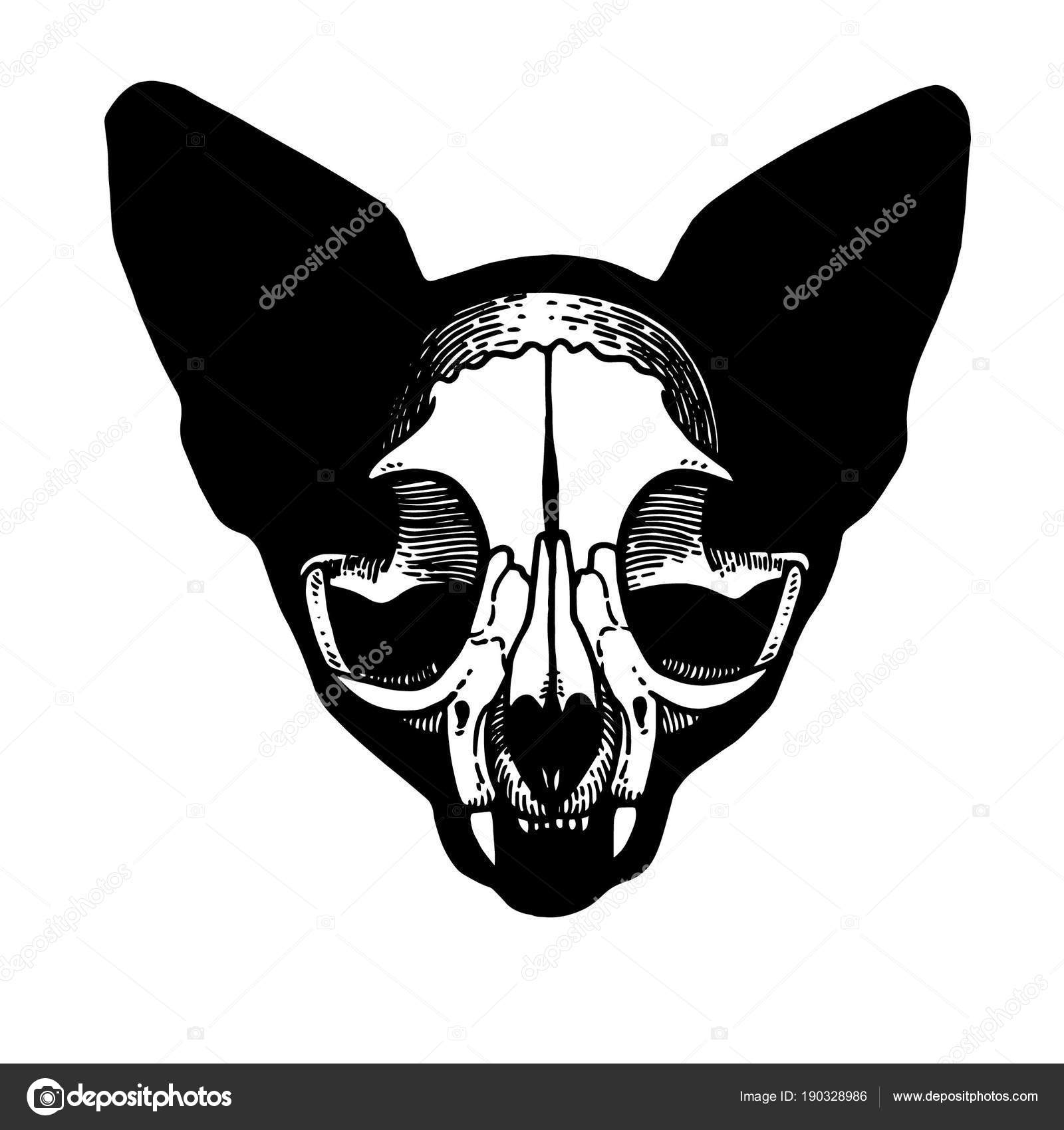 Tatouage Crâne Dun Chat Image Vectorielle Kalita