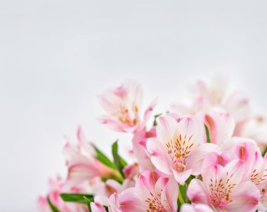 Pink flowers on white background  clipart