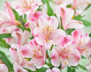 Delicate pink flowers. clipart