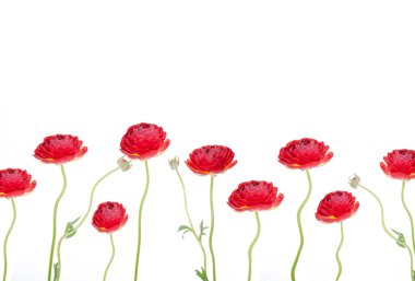 Taze kırmızı çiçekler 