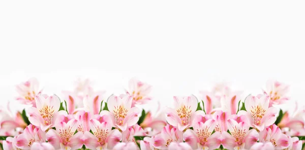 白地にピンクの花 — ストック写真