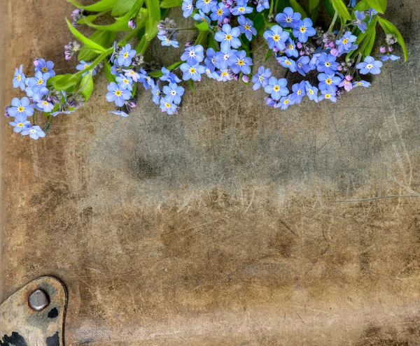 美しい青い花 — ストック写真