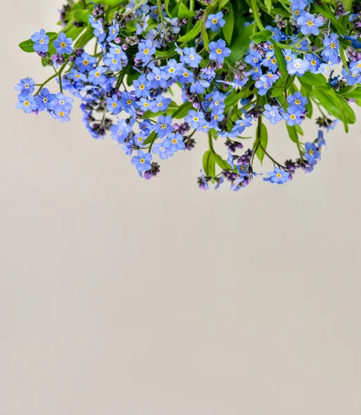 白い背景に忘れられない花 — ストック写真