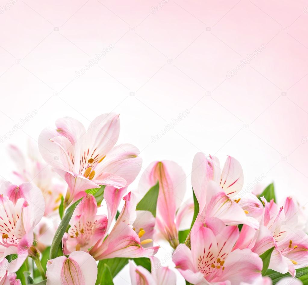 Pink flowers on white background 