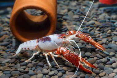 Pracamberus Clarkii hayalet 
