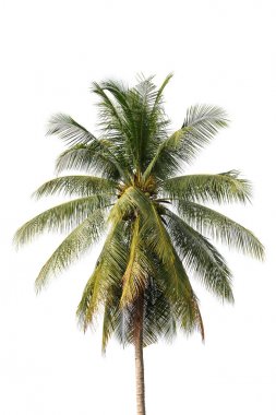 Göl kenarında beyaz arka plan üzerinde ağaç