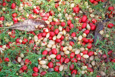 Yere düşen palmiye tohumu.