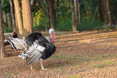 Türkiye'nin kuş sabah parlak yürümek